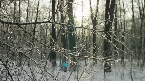 Icy Tree Branches in Winter Forest