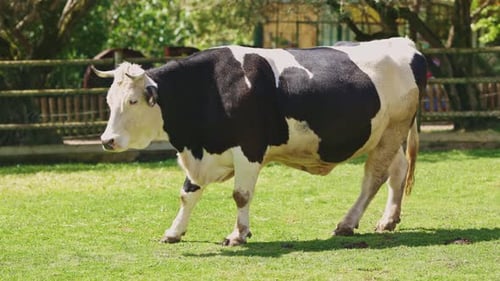 A Cow is Walking in a Field with a Fence in the Background