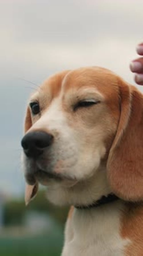 Cute Beagle Dog Being Pet Outdoors