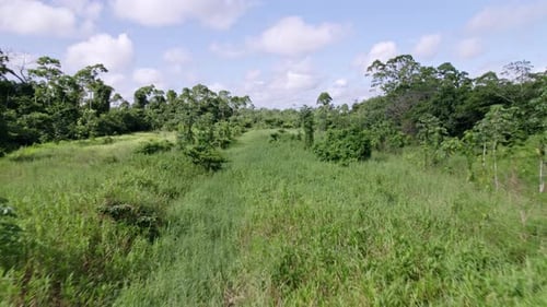 Aerial: Thick canopy green vegetation rainforest in the Amazon, thick vegetation closeup