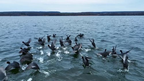 Flight above large flock of birds in nature. Aerial view of ducks on the lake.