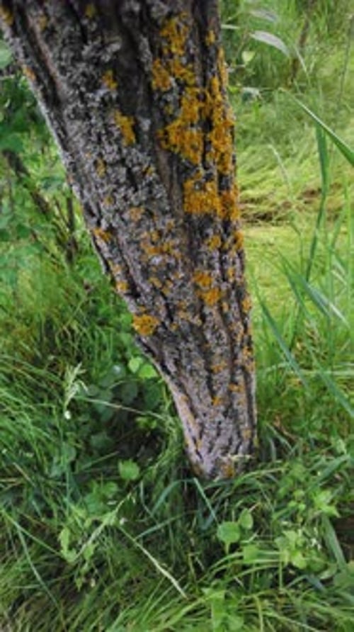 Tree trunk covered in yellow lichen in lush green setting