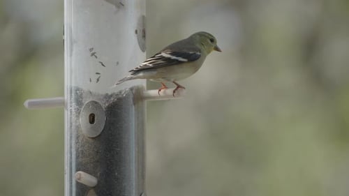 Lesser Goldfinch Bird perches on feeder - Spinus Psaltria