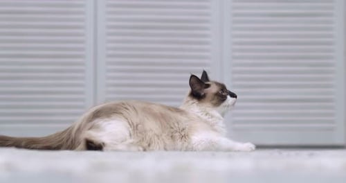 Süße, flauschige, zweifarbige Katze zu Hause auf dem Fußboden und geht zur Kamera. Feline wirkt ruhig und zufrieden