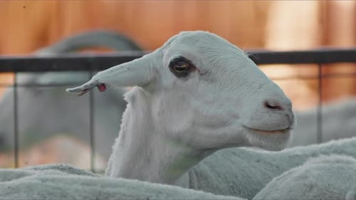 Schafe und Ziegen bereiten sich im Islam auf Eid Al Adha vor 10