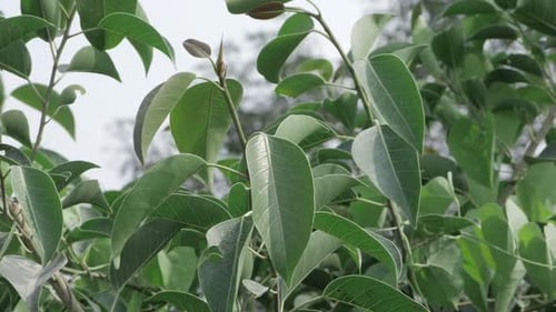 Vibrant Green Leaves Close-Up - Nature's Ethereal Charm