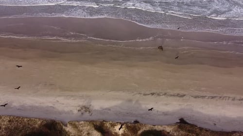 Drone top view showing flying vultures around sandy beach and dead animals on shoreline