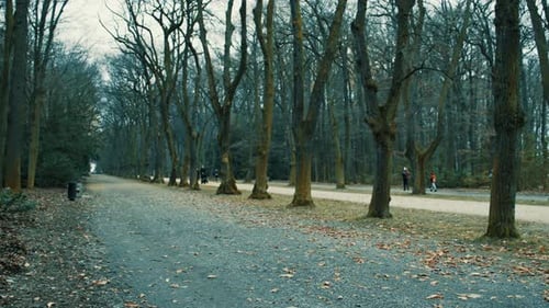 dark forest autumn cold morning pathway road