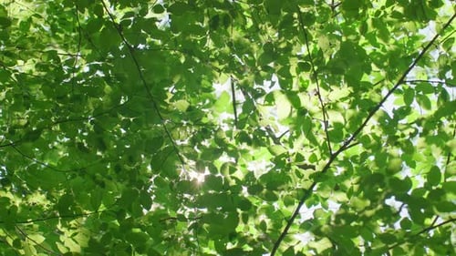 Sun Rays Shine Through Green Tree Leaves at Summer Day