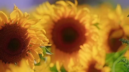 Bright Sunflowers Blooming in a Rural Field