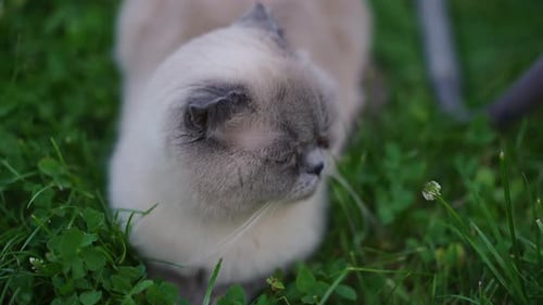 Top View Portrait of Relaxed Cute Birman Cat Lying on Green Summer Meadow Looking Around in Slow