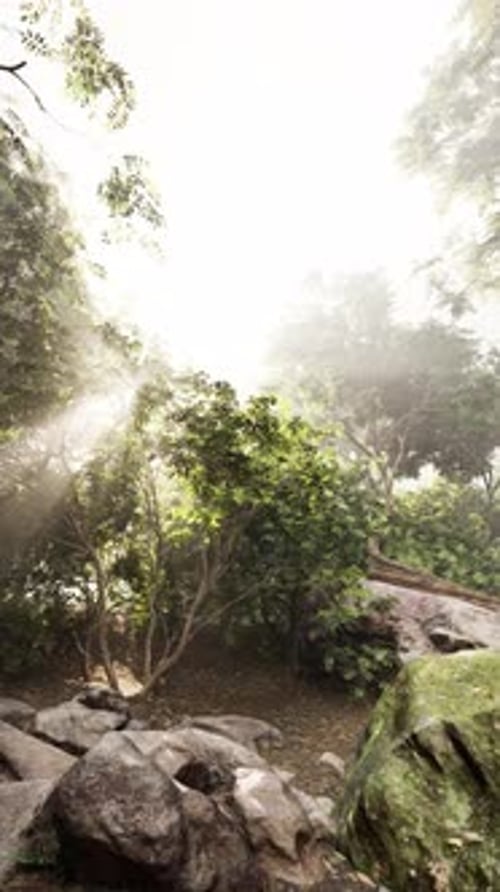 Sun Shining Through Trees and Rocks
