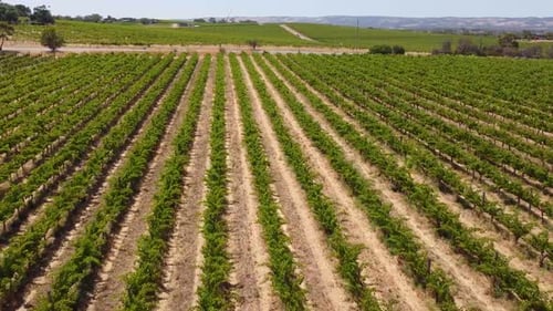 Aerial drone shot over vineyard rows panning across agricultural landscape with ocean backdrop