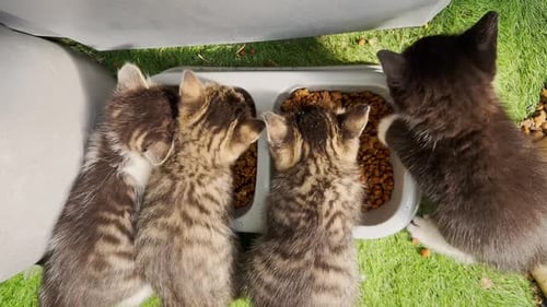 Kittens on the street eat food with gusto; they meow and await attention.