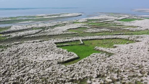 Aerial view of white reeds and green fields, Bangladesh.