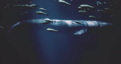 Distinctive Whale Swimming Gracefully Among Small Fish in Deep Ocean Waters