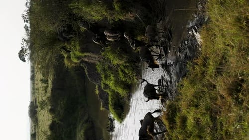 Un ñu azul cruzando el río durante una gran migración, vídeo vertical