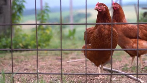 Two brown chicken looking at camera curious behind fence in rural free range farm