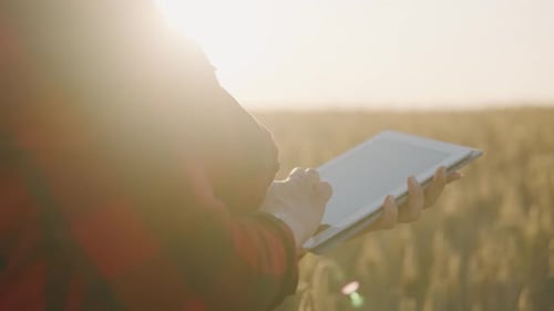 Young Farmer Woman Working with Tablet in Wheat Field at Sunset