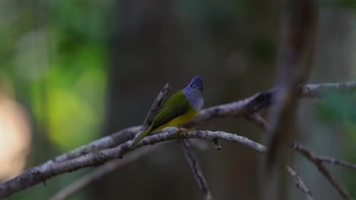 Colorful Bird Perched on Branch in Forest Greyheaded