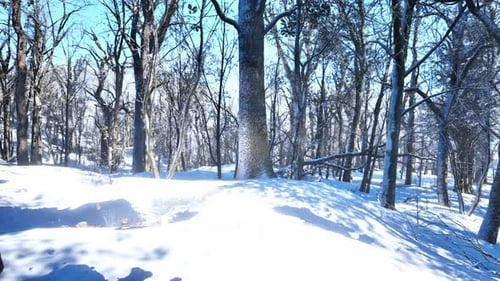 Snowy Winter Forest Landscape with Bright Sunlight
