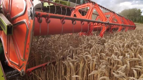 Closeup Harvester Harvester Cuts Ripe Wheat in the Field During Harvest