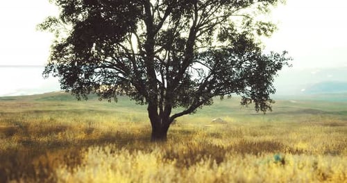 Scenic Lone Tree in Golden Field at Sunrise Slow Zoom