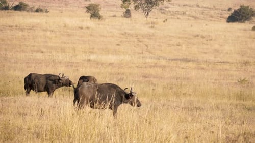 eine afrikanische Büffelkuh geht durch die hohen Gräser der Savanne auf die Herde eines Wildtieres zu