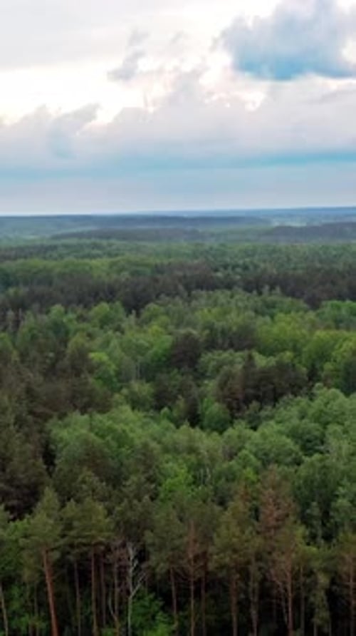 Forest Landscape View. Vertical video