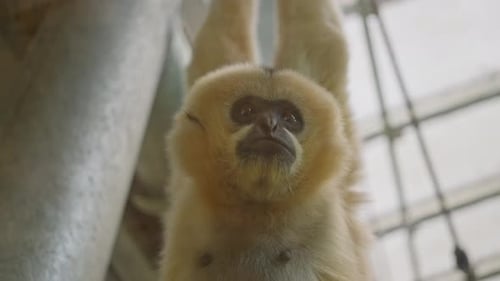 Closeup Filming Monkey Cute Little Red Monkey Macro Shot in the Zoo