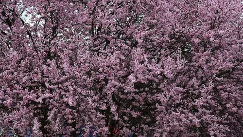 Pink Blossoms Blooming on a Tree in Springtime