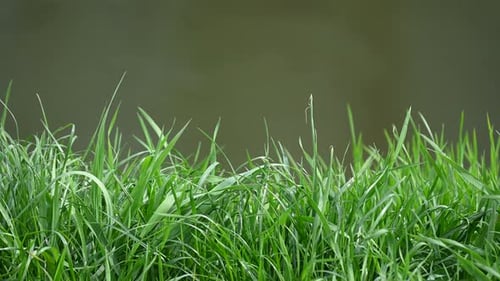 Grass and river abstract background spring and wind in Europe