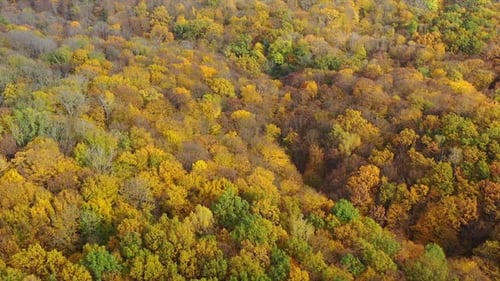 Orange landscapes autumn highway. Aerial view of autumn forest roadway.