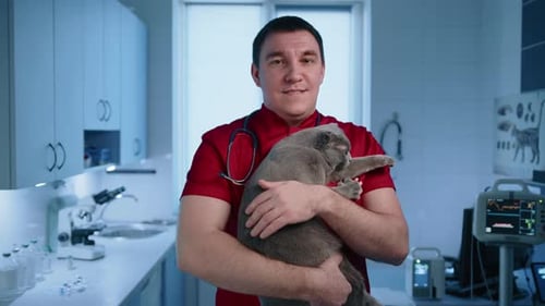 Vet Holds Fluffy Gray Cat in Clinic