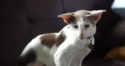 White and Gray Cat Portrait
