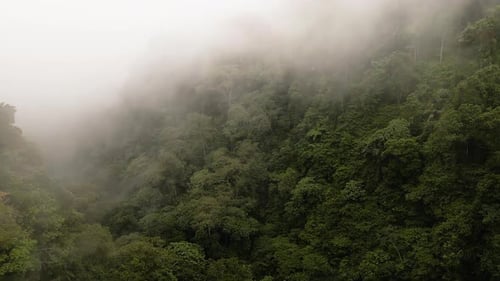 Aerial View Of Foggy Tropical Forest In Bali, Indonesia - drone shot