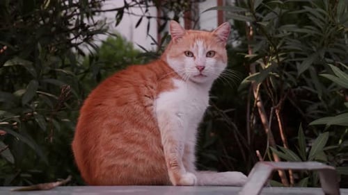 Stray Ginger and White Cat with Yellow Eyes Staring Directly at the Camera on the Street