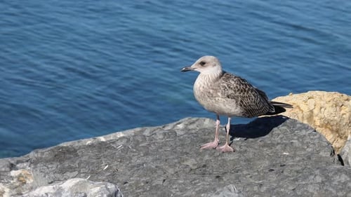 Close-Up of a Seagull Standing on a Rock by the Sea