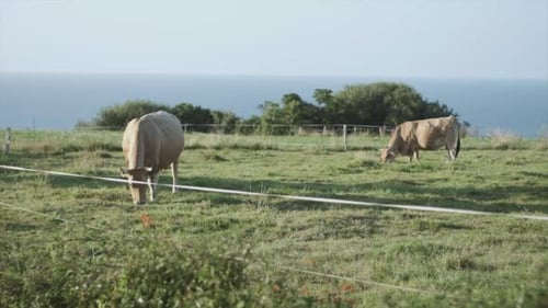 Vacas que disfrutan de condiciones de vida éticas, retratadas en cámara lenta