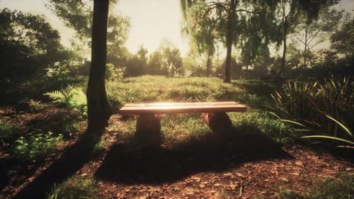 Bench in Summer Green Forest Under Sunlight