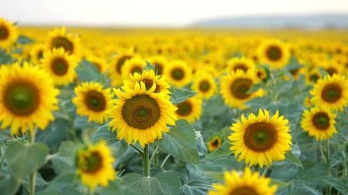Blooming Sunflowers on Evening Field at Back Sunset