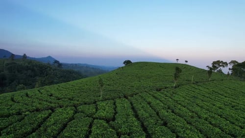 Beautiful Sunrise over Tea Field