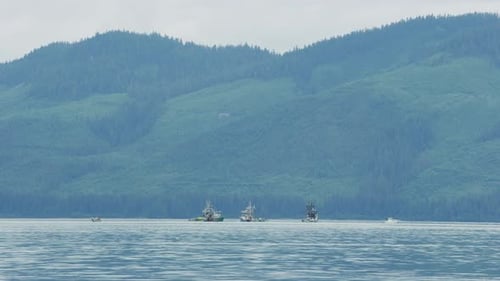 Fishing boats sailing on the lake. Evergreen forest in the boreal zone.