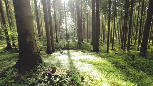 Green Forest Sunny Nature Background