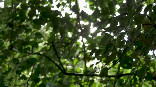 Sun flares through tree leaves. Sun shining, sun rays