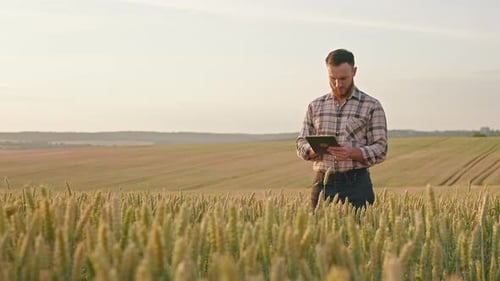 Man with Beard Standing on Field with Wheat Using Tablet