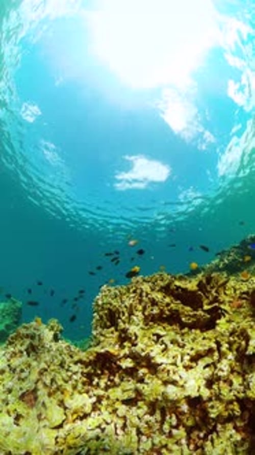 Tranquil Underwater Scene with Coral and Fish