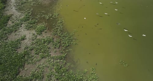 Waterbirds Flying Over Hubler Lake In Vernon County, Missouri, United States. Aerial Drone Shot