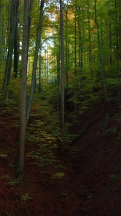 A Beautiful and Lush Green Pathway Through the Forest in Vibrant Autumn Hues and Colors