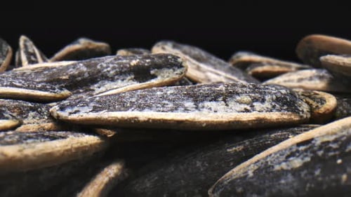 Striped Sunflower Seeds in a Close-Up Macro Shot